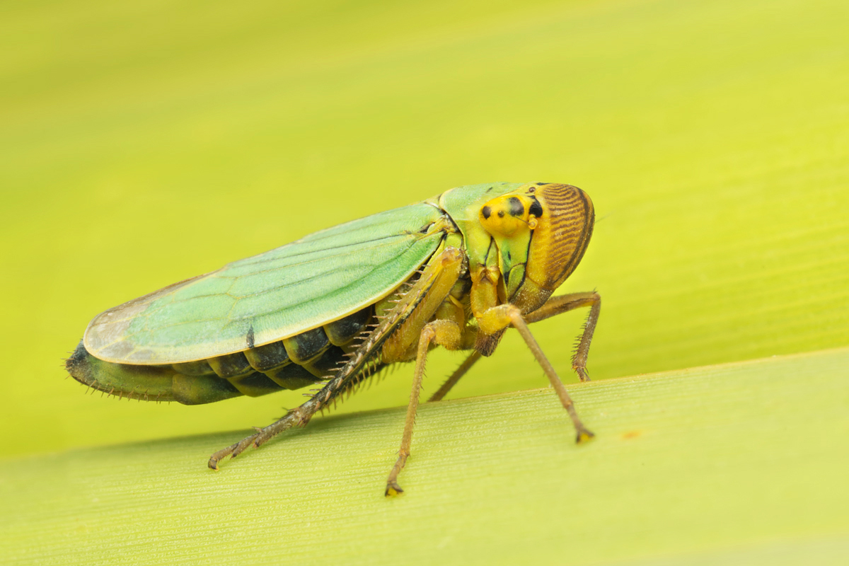 Leafhopper - Cicadella viridis